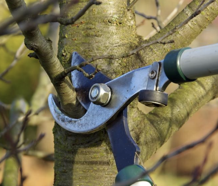 Élagueur grimpeur intervenant en sécurité sur un arbre